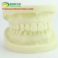 DENTAL05(12564) Cavity Preparation Jaw Model for Dental Student Training